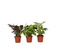 Plant in a Box - Mélange Maison - Mélange de 3 plantes - Plantes vertes purificatrices d'air faciles à entretenir - Pot 12cm - Hauteur 25-40cm
