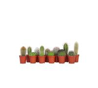 Plant in a Box - Mini-cactus - Mélange de 12 Pièces - Vrais Cactus - Pot 5.5cm - Hauteur 5-10cm