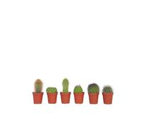 Plant in a Box - Mini-cactus - Mélange de 6 Pièces - Vrais Cactus - Pot 5.5cm - Hauteur 5-10cm
