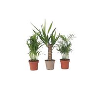 Plant in a Box - Mini Palmiers d'intérieur - Set de 3 - Plantes d'intérieur Yucca - Areca - Chamaedorea - Pot 12cm - Hauteur 25-40cm
