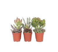 Plant in a Box - Mini Succulentes - Mélange de 6 Pièces de Succulentes - Plantes Réelles - Décoratives et Faciles à Entretenir - Pot 5.5cm - Hauteur 5-10cm