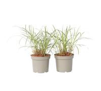 Plant in a Box - Miscanthus sinensis 'Red Chief' - Herbe ornementale - Set de 2 - Herbe à éventails - Pot 23cm - Hauteur 40-60cm
