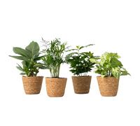 Plant in a Box - Mix économique de 4 plantes d’intérieur dépolluantes dans un panier décoratif - Musa - Chamaedorea - Syngonium - Coffea - Pot 12cm - Hauteur 25-40cm