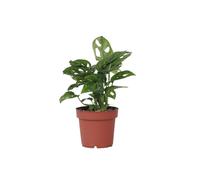 Plant in a Box - Monstera adansonii 'Masque de Singe' - Plante d'intérieur - Monstera gruyère - Pot 12cm - Hauteur 20-30cm