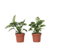 Plant in a Box - Monstera adansonii 'Masque de Singe' - Set de 2 - Plante interieur - Monstera gruyère - Pot 12cm - Hauteur 60-70cm