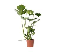 Plant in a Box - Monstera Deliciosa - Lierre du Diable - Monstera délicieuse - Plante d'intérieur - Pot 17cm - Hauteur 50-60cm