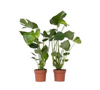 Plant in a Box - Monstera Deliciosa - Set de 2 - Plantes vertes d'intérieur vivante - Lierre du Diable - Monstera délicieuse - Pot 17cm - Hauteur 50-60cm