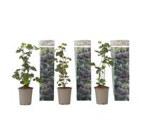 Plant in a Box - Mûrier - Set de 3 - Rubus Thornless - Hauteur 25-40cm - Pot 9cm - Plante Fruitière Rustique - Rose