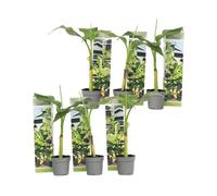 Plant in a Box - Musa Basjoo - Set de 6 - Bananier tropica rustique plante - Plante de jardin - Pot 9cm - Hauteur 25-40cm