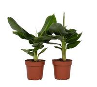 Plant in a Box - Musa 'Nain oriental' - Set de 2 - Plantes bananiers tropicales - Plantes d'intérieur - Pot 12 - Hauteur 25-40cm