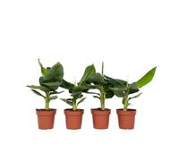 Plant in a Box - Musa 'Nain oriental' - Set de 4 - Plantes bananiers tropicales - Plantes d'intérieur - Pot 12 - Hauteur 25-40cm