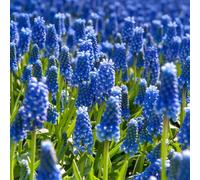 Plant in a Box - Muscari armeniacum - Set de 200 - bulbes de jacinthe de raisin - Bulbes de fleurs résistants à l'hiver - Un jardin coloré au printemps