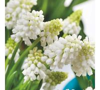 Plant in a Box - Muscari 'Magie blanche' - Bulbes x50 - Jacinthe de Raisin Blanc - Bulbes à Fleurs pour Jardin, Terrasse ou Balcon