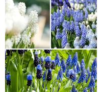 Plant in a Box - Muscari 'Mélange magique' - Bulbes - Set de 50 - Jacinthes de Raisin - Mélange de Bulbes à Fleurs pour Jardin, Terrasse ou Balcon