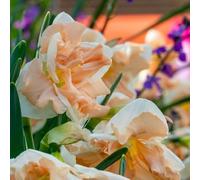 Plant in a Box - Narcissus Apricot Whirl - Set de 10 - Bulbes de Jonquille - Bulbes de fleurs vivaces résistantes au froid pour le jardin, la terrasse ou le balcon