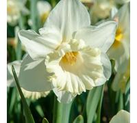 Plant in a Box - Narcissus Mount Hood - Set de 30 - Bulbes de Jonquille - Bulbes de fleurs vivaces résistantes au froid pour le jardin, la terrasse ou le balcon