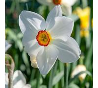 Plant in a Box - Narcissus Recurvus - Set de 30 - Bulbes de Jonquille - Bulbes de fleurs vivaces résistantes au froid pour le jardin, la terrasse ou le balcon
