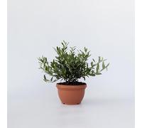 Plant in a Box - Olea Europaea - Arbre - Pot 21cm - Hauteur 30-40cm