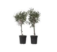 Plant in a Box - Olea Europaea - Olivier - exterieur - Set de 2 - Pot 14cm - Hauteur 50-60cm