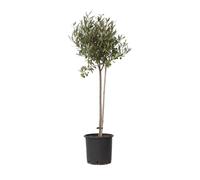 Plant in a Box - Olea Europaea - Olivier - Pot 19cm - Hauteur 80-90cm