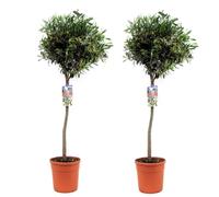 Plant in a Box - Olea Europaea - Olivier - Set de 2 - Pokon - Pot 21 cm - Hauteur 90-100cm