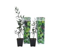 Plant in a Box - Olea Europaea - Olivier - Set de 2 - Pot 9cm - Hauteur 25-40cm