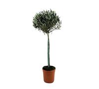 Plant in a Box - Olea Europaea - Oliviers sur tige - Pot 27cm - Hauteur 150-170cm