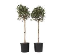 Plant in a Box - Olea Europaea - Oliviers sur tige - Set de 2 - Pot 21cm - Hauteur 90-100cm