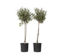 Plant in a Box - Olea Europaea - Set de 2 - L'olivier - Pot 19cm - Hauteur 80-90cm