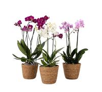 Plant in a Box - Orchidée papillon - Lot de 3 - Phalaenopsis Multiflora dans panier décoratif - Hauteur 35-45cm - Pot 12cm - Plante d’intérieur fleurie - Sûre pour les chats