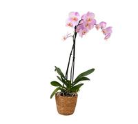 Plant in a Box - Orchidée papillon - Phalaenopsis dans panier décoratif - Hauteur 50-60cm - Pot 12cm - Plante d’intérieur fleurie - Adaptée aux chats