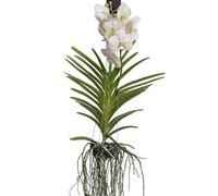 Plant in a Box - Orchidée Vanda - Blanc - L - Hauteur 60cm