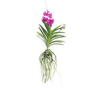 Plant in a Box - Orchidée Vanda 'Tayanee Cerise' - Blanc crème - Hauteur 65cm