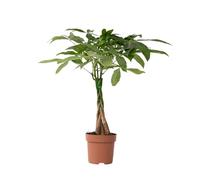 Plant in a Box - Pachira Aquatica - plante d'intérieur - Arbres à monnaie - Pot 17cm - Hauteur 60-70cm