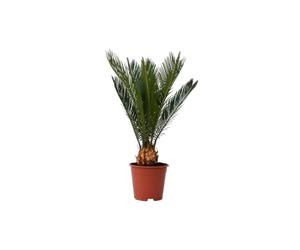 Plant in a Box - Palmier sagou - Cycas Revoluta - Hauteur 45-60cm - Pot 15cm - Plante d’intérieur décorative - Feuillage exotique persistant - Croissance lente, facile à entretenir