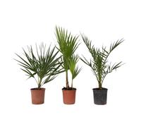Plant in a Box - Palmiers d'extérieur - Mélange de 3 plantes - Pot 15cm - Hauteur 50-70cm