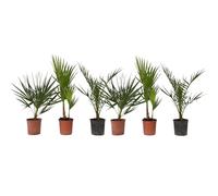 Plant in a Box - Palmiers d'extérieur - Mélange de 6 plantes - Pot 15cm - Hauteur 50-70cm