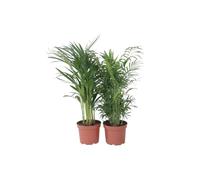 Plant in a Box - Palmiers d'intérieur - Mélange de 2 - Areca, Chamaedorea - Pot 17cm - Hauteur 50-70cm - Plantes d'intérieur