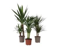 Plant in a Box - Palmiers d'intérieur XL- Mélange de 3 plantes - Plantes vertes d'intérieur - Palmiers - Areca, Dracaena, Yucca - Pot 17cm - Hauteur 70-90cm