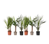 Plant in a Box - Palmiers - Mix de 6 - Palmier Plante naturel d interieur - Phoenix - Yucca Washingtonia - Pot 14/15cm - Hauteur 50-70cm