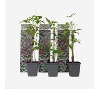 Plant in a Box - Parthenocissus quinquefolia - Set de 3 plantes grimpantes - Vigne vierge à cinq folioles - Pot 9cm - Hauteur 30-40cm