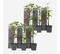 Plant in a Box - Parthenocissus quinquefolia - Set de 6 plantes grimpantes - Vigne vierge à cinq folioles - Pot 9cm - Hauteur 30-40cm