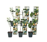 Plant in a Box - Passiflora Edulis - Set de 6 - Fruit de la passion - Grenadille - Plante grimpantes - Pot 9cm - Hauteur 25-40cm