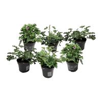 Plant in a Box - Pelargonium 'Orange Fizz', 'Pink Capitatum', 'Lizzy' - Plante anti-moustique - Géranium - Set de 6 - Pot 10,5cm - Hauteur 15-25cm