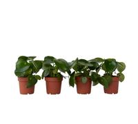 Plant in a Box - Peperomia 'Goutte de pluie' - Set de 4 - Pot 12cm - Hauteur 20-30cm - Peperomia Polybotrya - Plantes d'intérieur