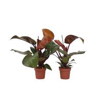 Plant in a Box - Philodendron 'Lumière du soleil' - Set de 2 - Plante d'intérieur tropicale - Magnifique feuillage rouge - Pot 12cm - Hauteur 20-30cm
