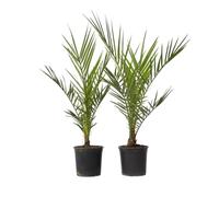 Plant in a Box - Phoenix Canariensis - Hauteur 50-60cm - Set de 2 - Palmier des Canaries - palmier exterieur resistant - Pot 15cm