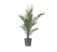 Plant in a Box - Phoenix Canariensis - Hauteur 80-100cm - Palmier des Canaries - palmier exterieur resistant - Pot 19cm