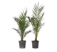 Plant in a Box - Phoenix Canariensis - Hauteur 80-100cm - Set de 2 - Palmier des Canaries - palmier exterieur resistant - Pot 19cm