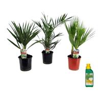 Plant in a Box - Phoenix, Chamaerops, Washingtonia - Mélange de 3 palmiers - Pokon - Pot 15 cm - Hauteur 50-70cm